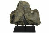 Fossil Hadrosaur (Maiasaura?) Fused Sacral Vertebrae - Montana #173490-7